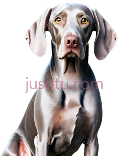 威玛猎犬PNG