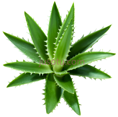 绿叶子,芦荟植物, PNG