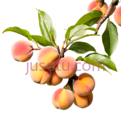桃子,自然,黄色,红色PNG