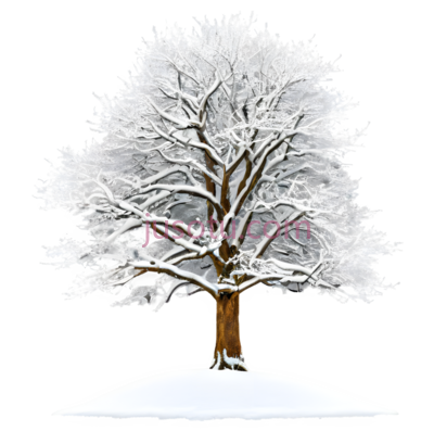 树,雪地, PNG