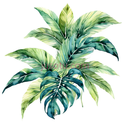 热带,叶子, PNG