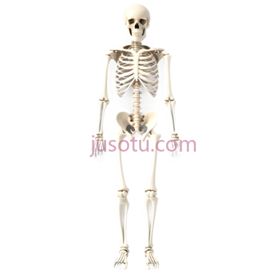 人体骨骼,解剖学图示,白色, PNG