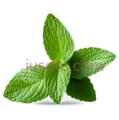 薄荷叶PNG