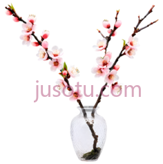 桃花,白色,粉色PNG