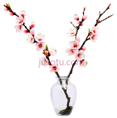 桃花,白色,粉色, PNG