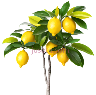 柠檬树, PNG