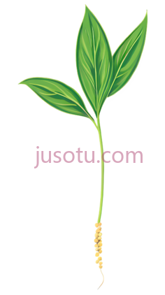 种子, PNG