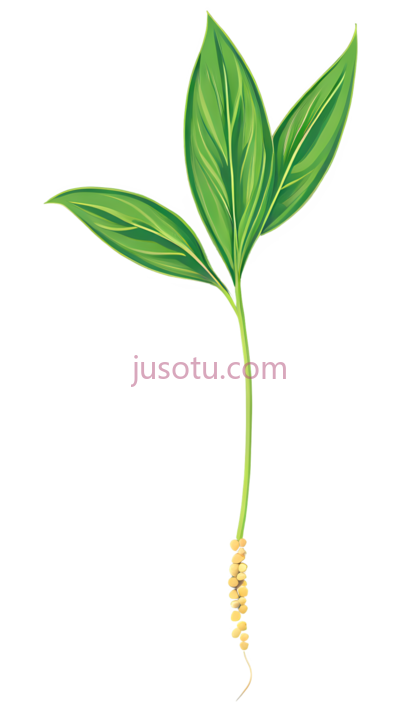 种子, PNG