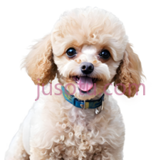 泰迪犬,卷毛,浅棕色PNG