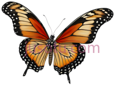 蝴蝶,卡通,橙色,黑色,白色PNG
