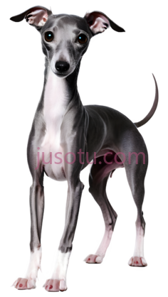 猎犬, PNG