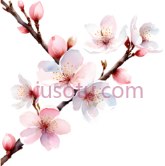 樱花,花瓣, PNG