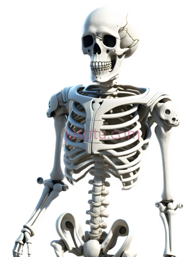 骨架,3D,白色, PNG