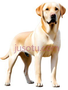 狗,站立,黄色PNG