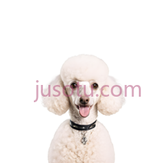 狗,卷毛,白色PNG