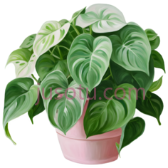绿萝植物PNG