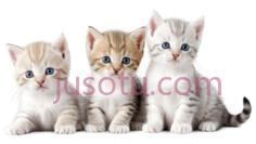 小猫,可爱,浅棕色,白色PNG