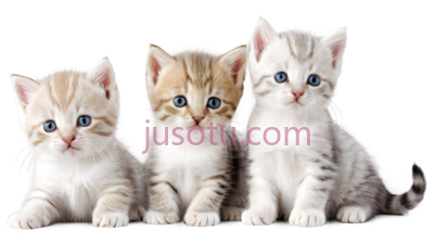 小猫,可爱,浅棕色,白色, PNG