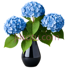 绣球花,蓝色, PNG