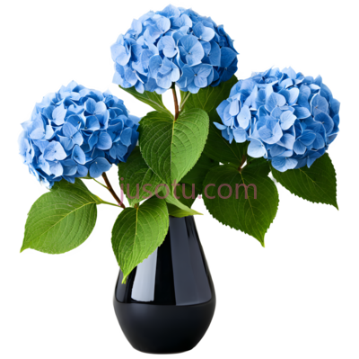 绣球花,蓝色, PNG