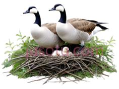 鸟,自然,棕色, 白色PNG