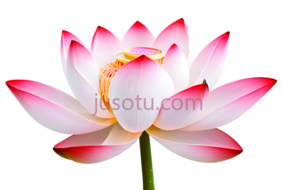 荷花,自然,白色,粉色, PNG