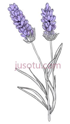 薰衣草, PNG