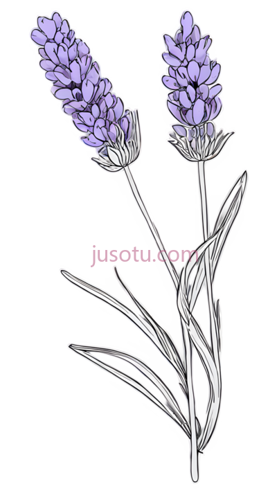 薰衣草, PNG