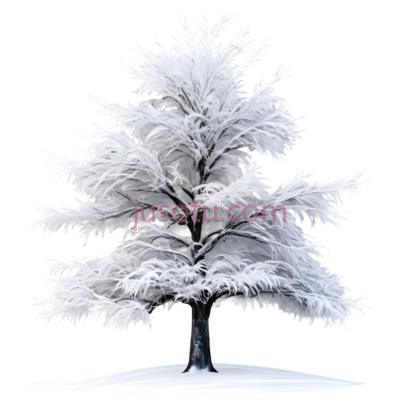 树,雪覆盖,白色, PNG