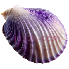 紫色贝壳PNG
