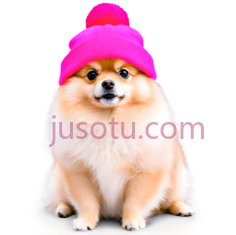 博美犬,戴粉色毛线帽,黄色PNG