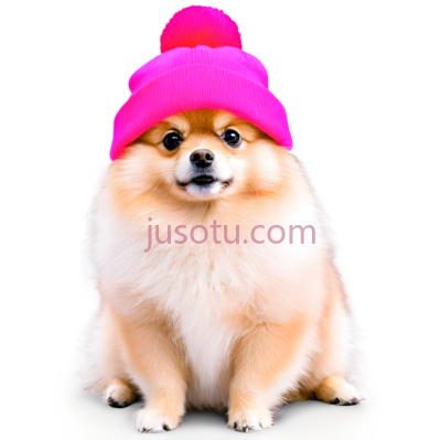 博美犬,戴粉色毛线帽,黄色, PNG