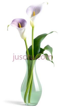 百合花,紫色PNG