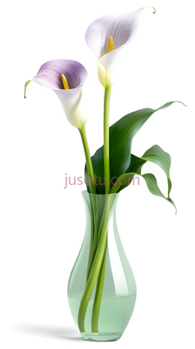 百合花,紫色, PNG