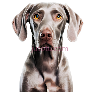 威玛猎犬, PNG