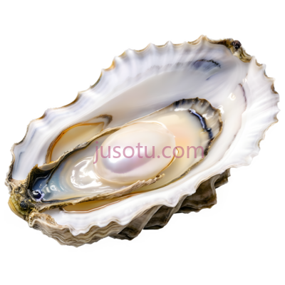 生蚝,自然,白色, 灰色, PNG