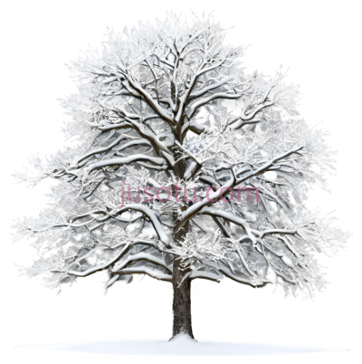 树,雪覆盖,白色, PNG