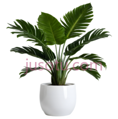 盆栽植物,现代,白色花盆, 绿色叶子PNG