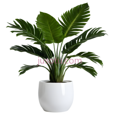 盆栽植物,现代,白色花盆, 绿色叶子, PNG