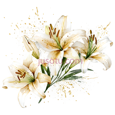 百合花,插画,白色, PNG