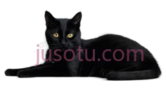 猫,趴着,黑色PNG