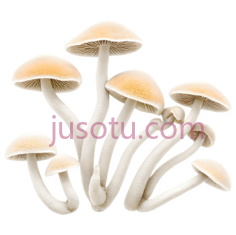 蘑菇,自然生长,浅棕色PNG