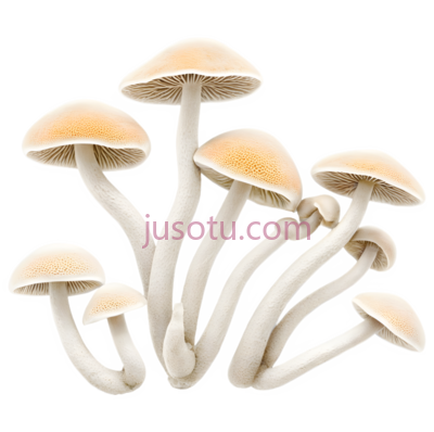 蘑菇,自然生长,浅棕色, PNG