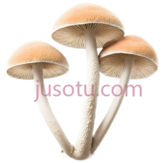 蘑菇,自然,浅棕色PNG