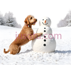 狗,站立,棕色PNG