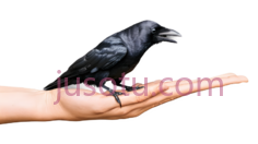 乌鸦,黑色PNG