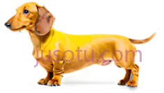腊肠犬,卡通,黄色PNG