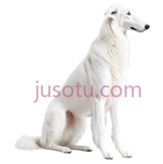 狗,坐姿,白色PNG