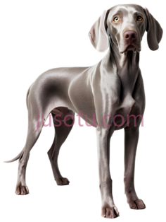 威玛猎犬PNG