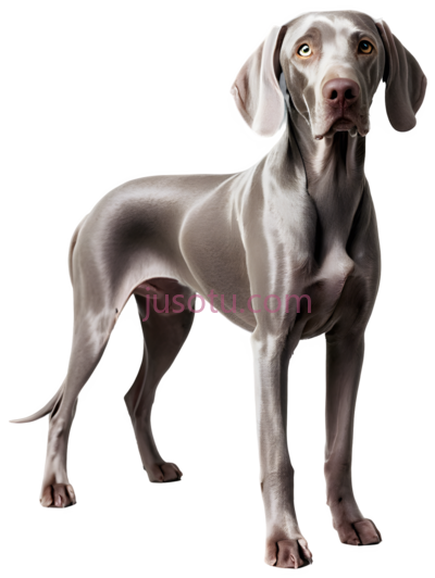 威玛猎犬, PNG